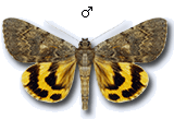 MU