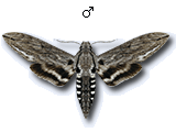 MU