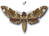 MU