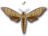 MU