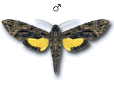 MU