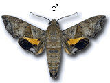 MU