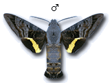 MU