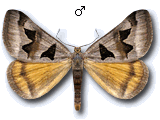 Euclidia (Gonospileia) triquetra
