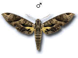 MU