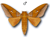 MU