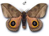 MU
