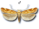 Mirificarma eburnella
