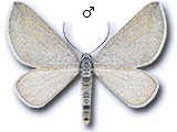 Lithostege griseata