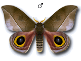 MU