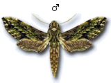 MU