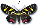 Agaristinae