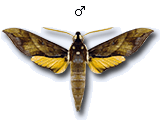 MU