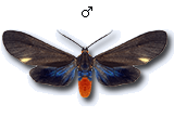 MU