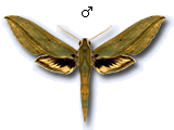 MU
