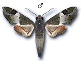 MU
