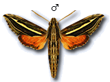 MU