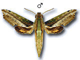 MU