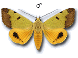 Ophiusa tirhaca