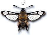 MU