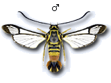 MU