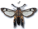 MU