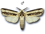 MU