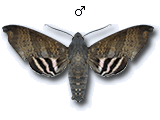 MU