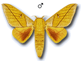 MU