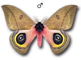 MU