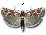 Acrobasis porphyrella