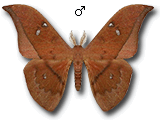 MU