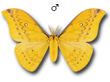MU