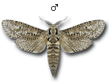 MU