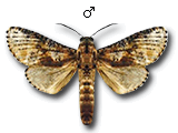 MU