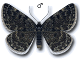 MU