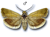 MU