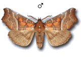 Scoliopteryginae