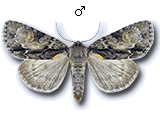 Acronicta (Hyboma) strigosa