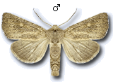 Photedes fluxa