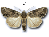 Bryophila (Bryoleuca) raptricula