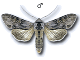 Cucullia gnaphalii