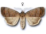 Ipimorpha subtusa