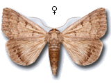 Clytie (Clytie) syriaca