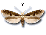 Argyresthia (Argyresthia) conjugella