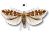 Phyllonorycter salicicolella
