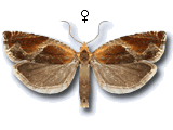 Ancylis obtusana