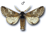 Dilobinae