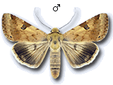 Heliothis (Heliothis) peltigera