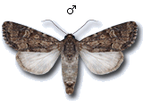 Luperina testacea